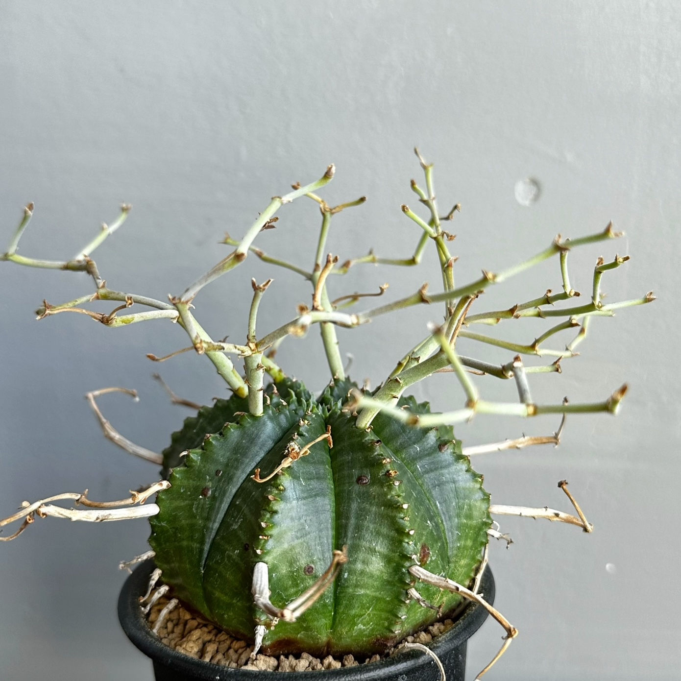 ユーフォルビア バリダ #32