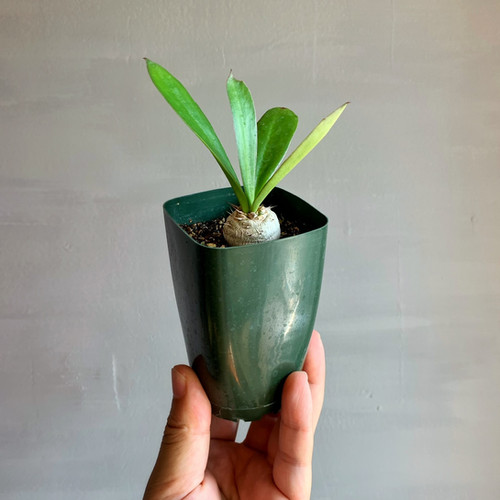 ユーフォルビア サピニー#04 | BIZARRE GREEN