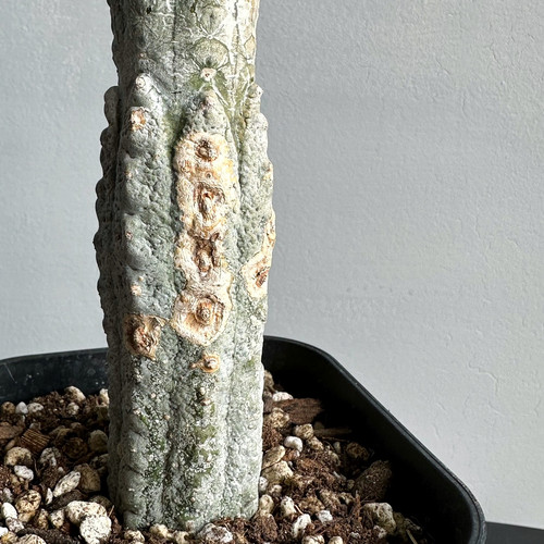 ユーフォルビア アブデルクリ＃02 | BIZARRE GREEN