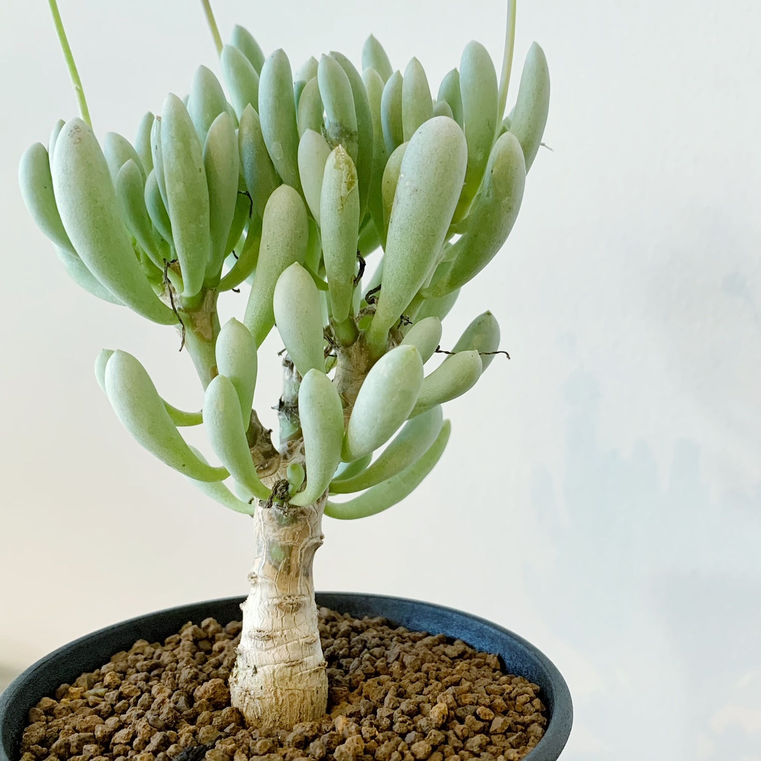 オトンナ クラビフォリア ＃30