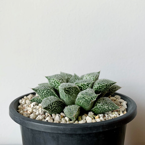 ハオルチア プラチナ #01 | BIZARRE GREEN