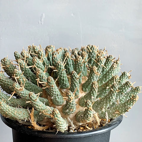 ユーフォルビアフスカ