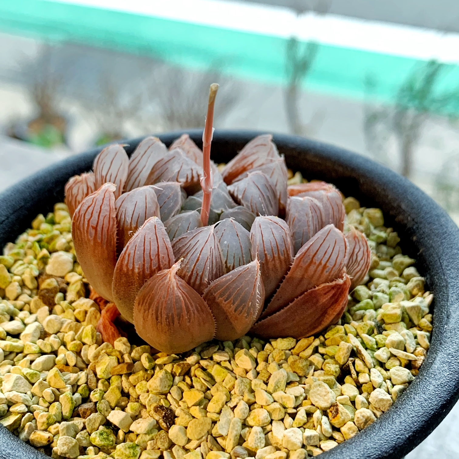 ハオルチア 紫オブツーサ OB-1 ＃18