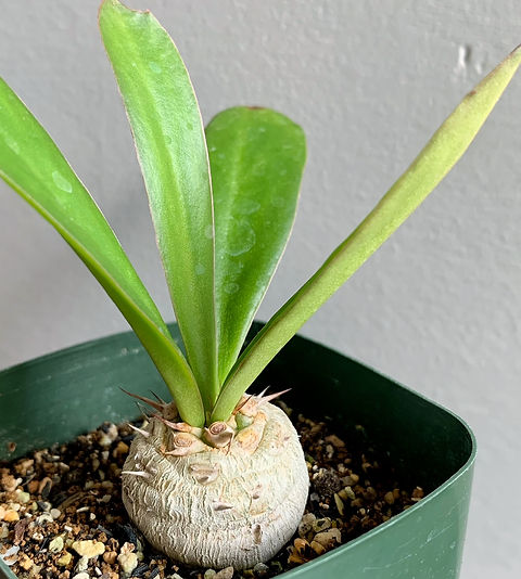 ユーフォルビア サピニー#04 | BIZARRE GREEN