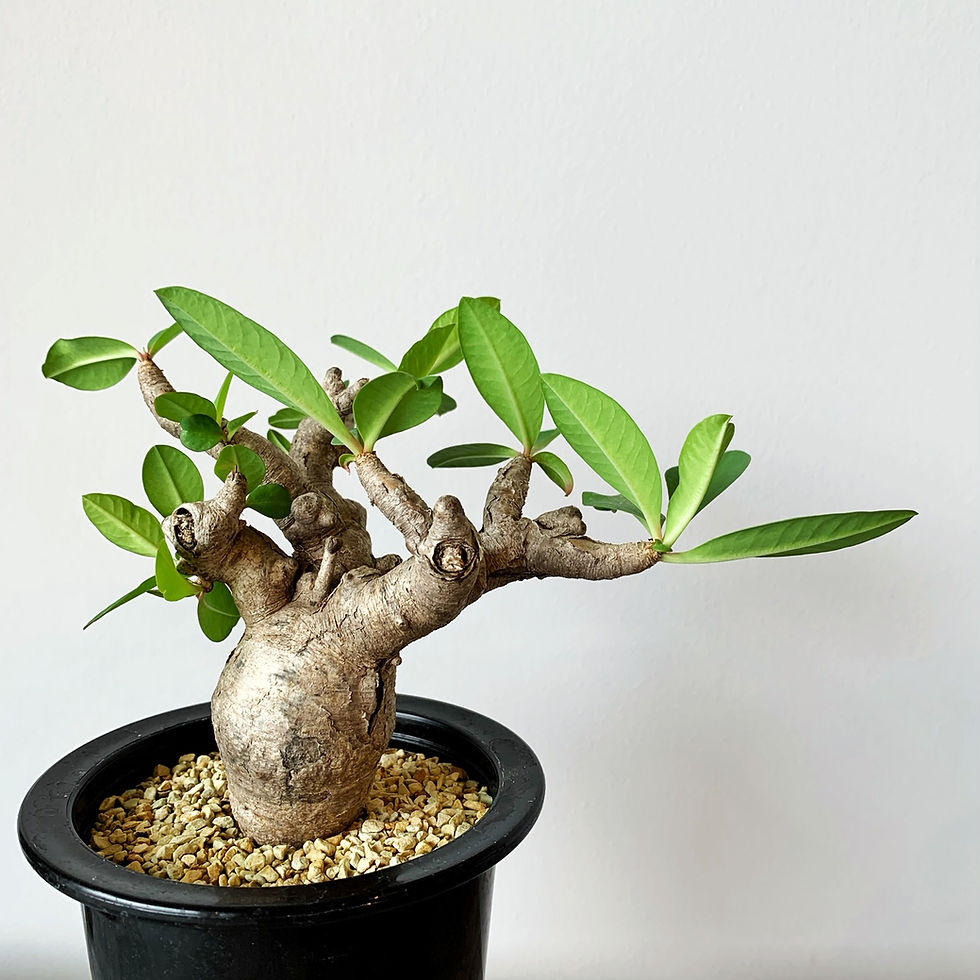 ユーフォルビア イトレメンシス