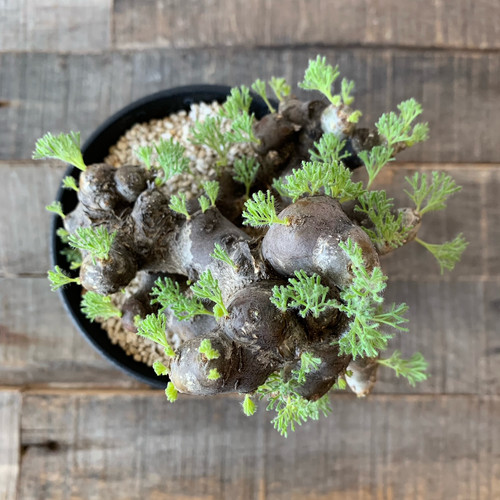 モンソニア・ムルチフィダ #G16 | BIZARRE GREEN