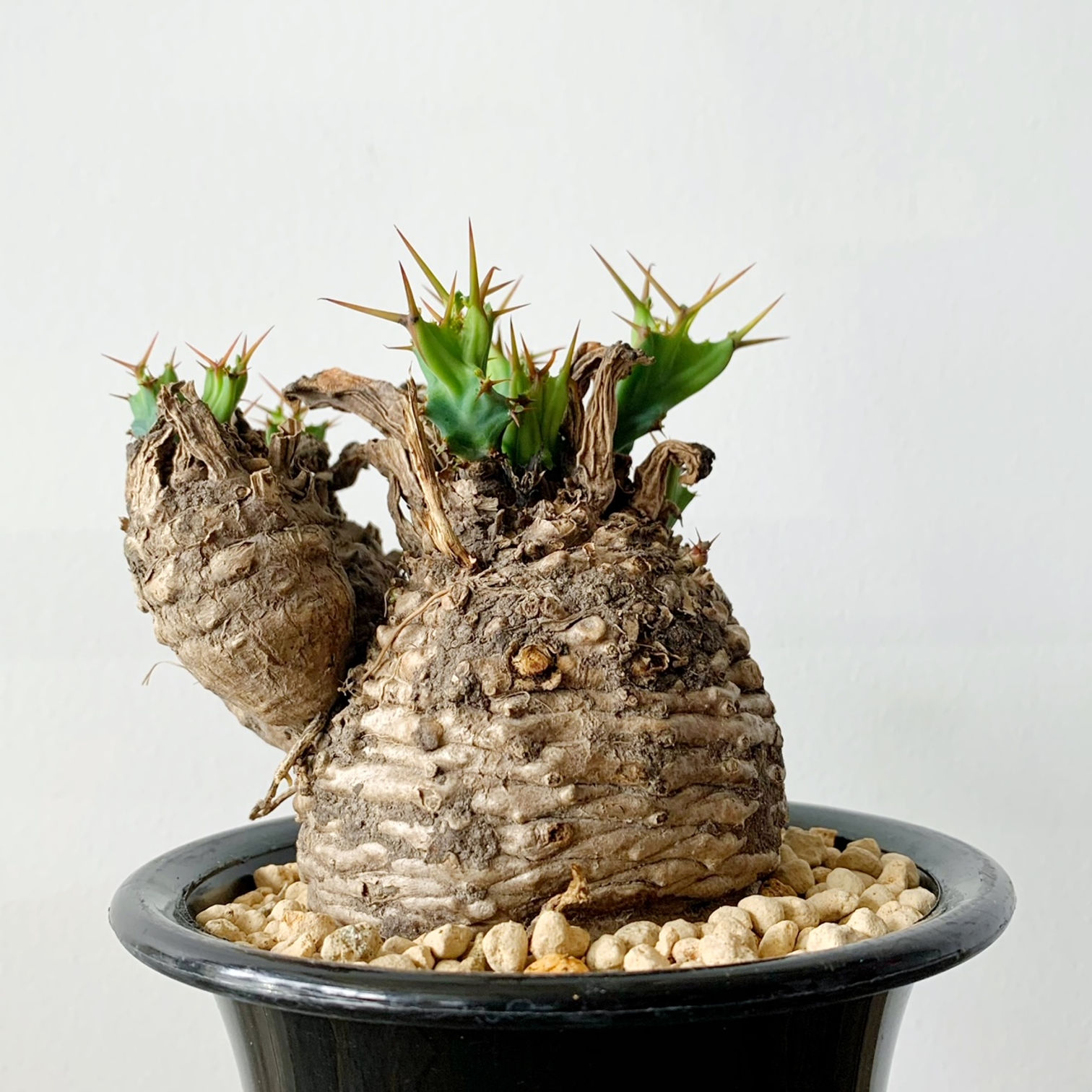 ユーフォルビア クラビゲラ #01 | BIZARRE GREEN