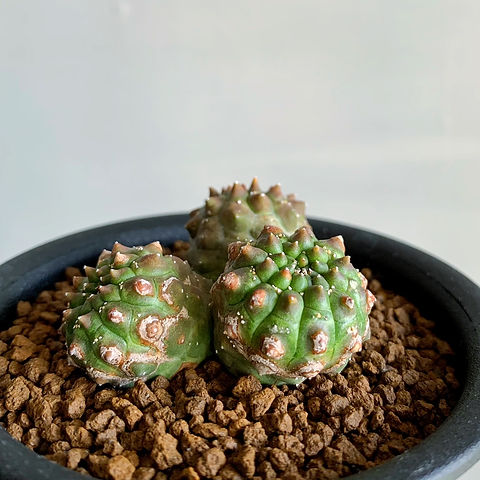 ユーフォルビア ツルビニフォルミス Euphorbia turbiniformis ユーフォルビア ツルビニフォルミス Euphorbia turbiniformis