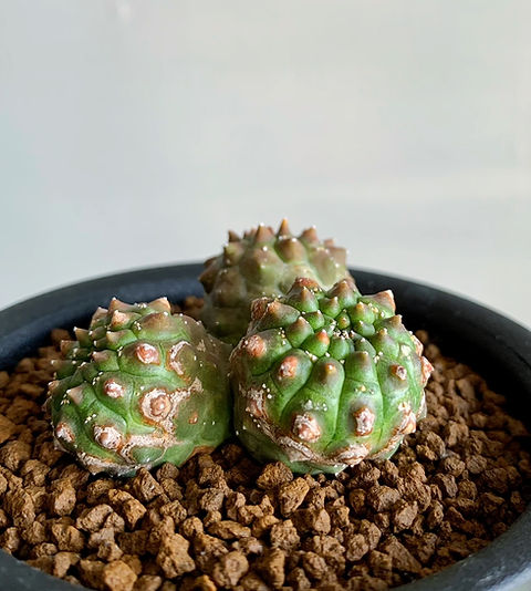 大株 ユーフォルビア ギムノカリキオイデス 6年管理 大株