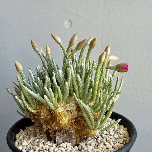 希少白花】 アボニア クイナリア アルストニー