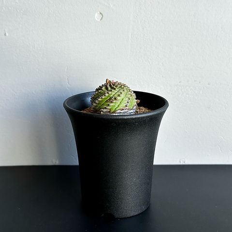 ユーフォルビア シンメトリカ鉄甲 #05 | BIZARRE GREEN