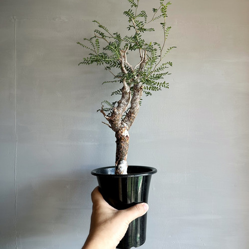 コミフォラ モンストローサ ＃G2 | BIZARRE GREEN