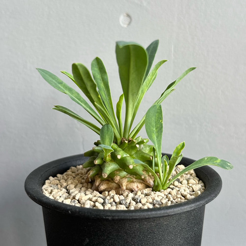 ユーフォルビア ネオ笹蟹鉄甲 #01 | BIZARRE GREEN