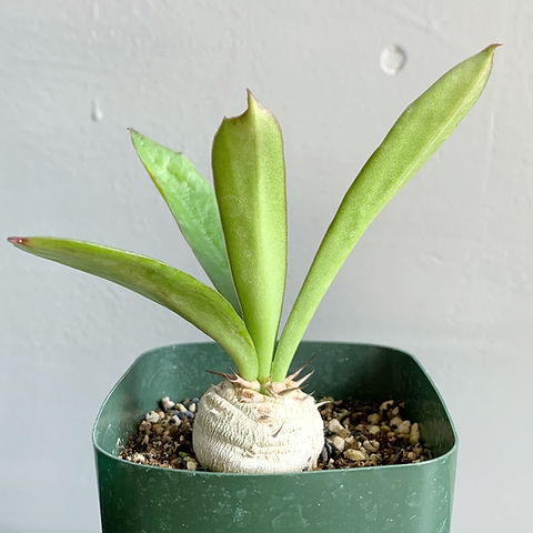 ユーフォルビア サピニー#04 | BIZARRE GREEN