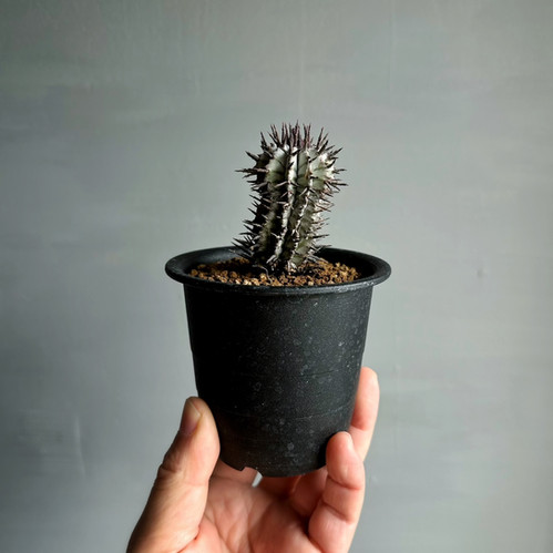 ユーフォルビア ホリダ 