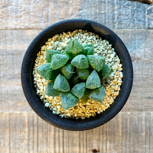 スポーツトイ・アクショントイ hydrangea haworthia ハオルシア - ハイドランジア ┃ヨーヨー専門店リワインド