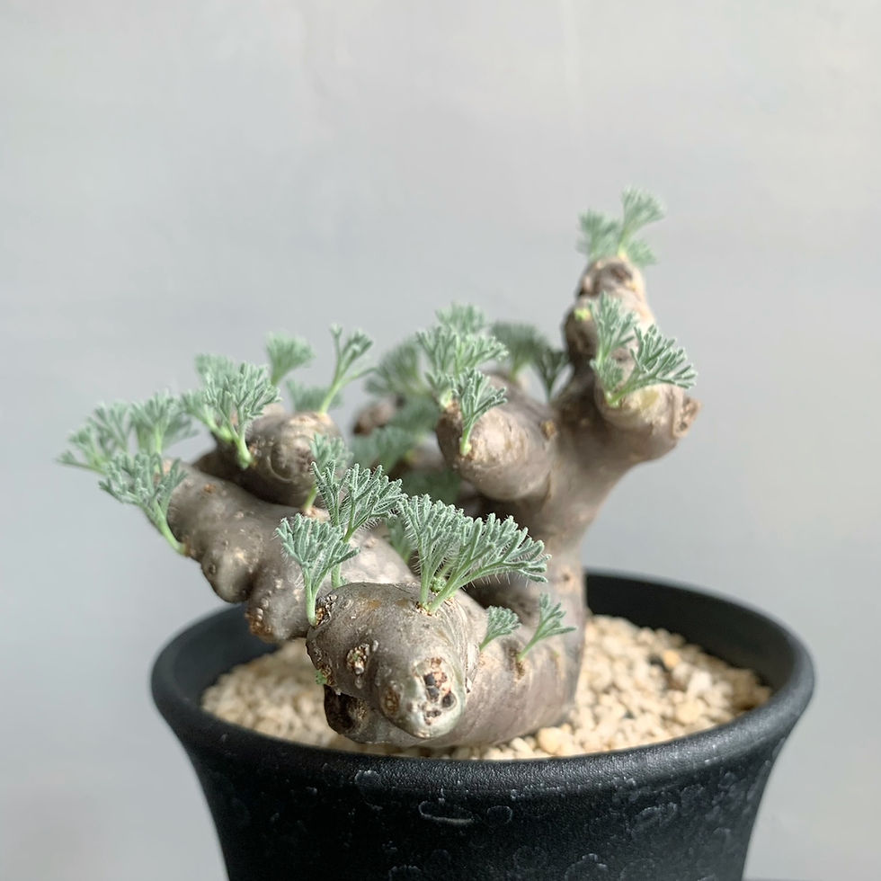 モンソニア・ムルチフィダ #G17 | BIZARRE GREEN