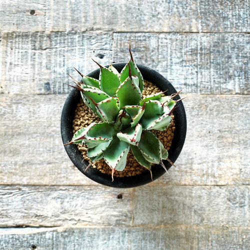 アガベ ポタトラム モンスト キュービック | BIZARRE GREEN