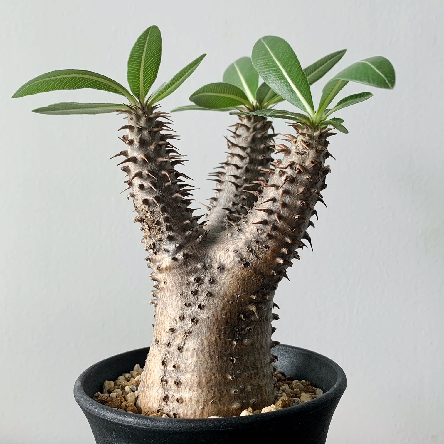 パキポディウム マカイエンセ  #G7