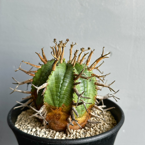 ユーフォルビア スーパー バリダ #05 | BIZARRE GREEN