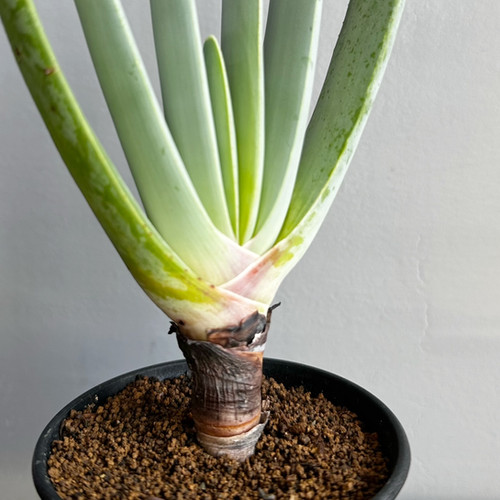 クマラ プリカティリス＃01 | BIZARRE GREEN