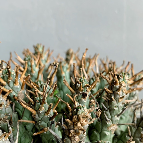 ユーフォルビア クラシぺス＃01 | BIZARRE GREEN