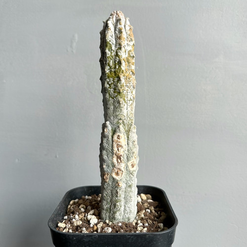 ユーフォルビア アブデルクリ＃02 | BIZARRE GREEN