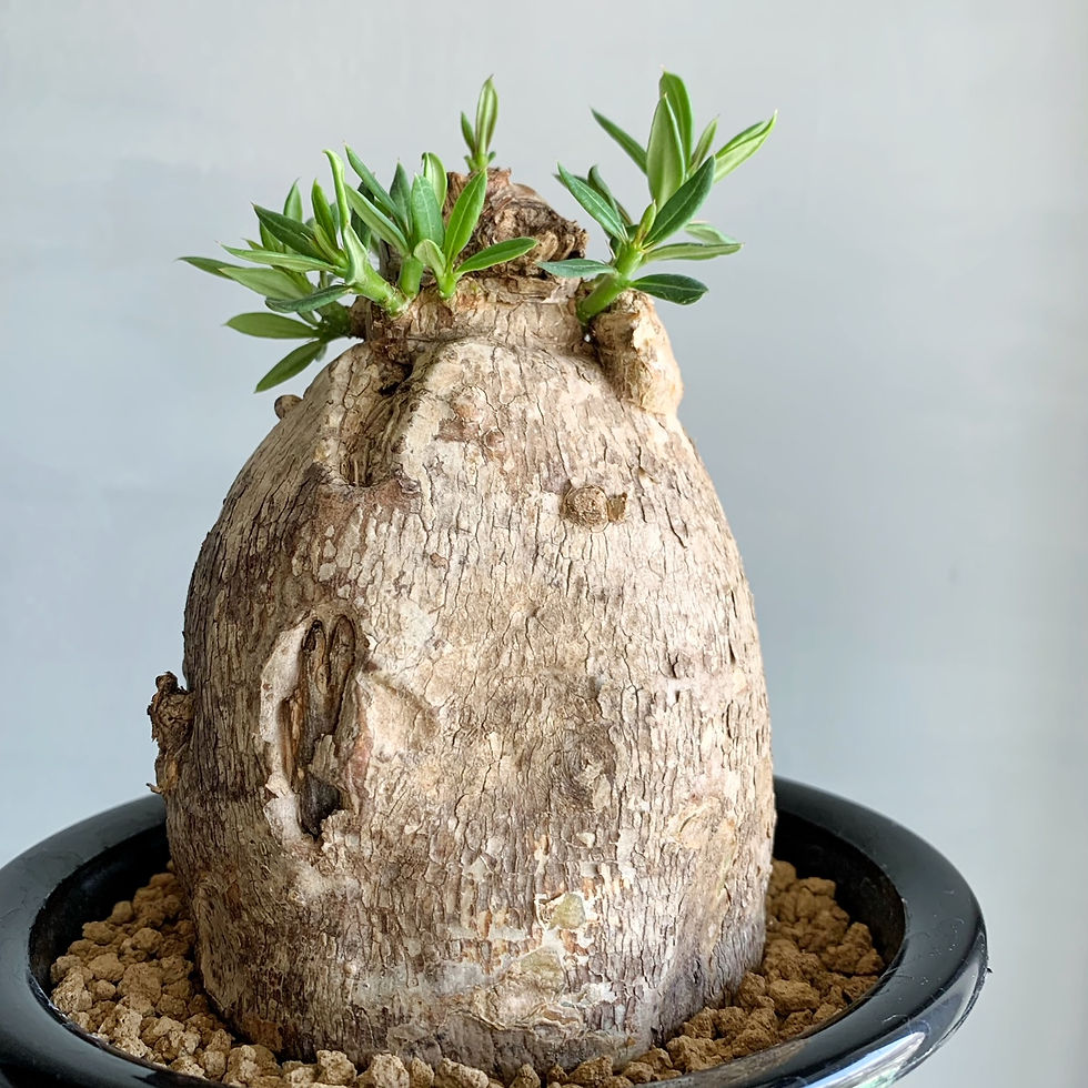 パキポディウム ビスピノーサム #G4