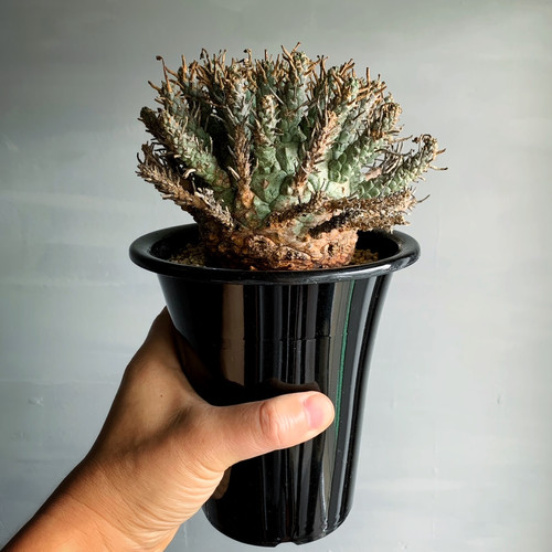 送料無料 発根済み 現地球 超希少種 ユーフォルビア クラシぺス 倶梨伽羅玉 ユーフォルビア クラシぺス＃01 | BIZARRE GREEN