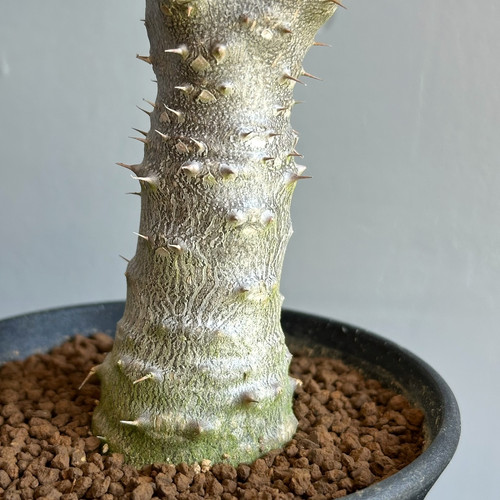 パキポディウム ドラケイ 美形 レア品種 パキポディウム ドラケイ Pachypodium drakei - Special Plants