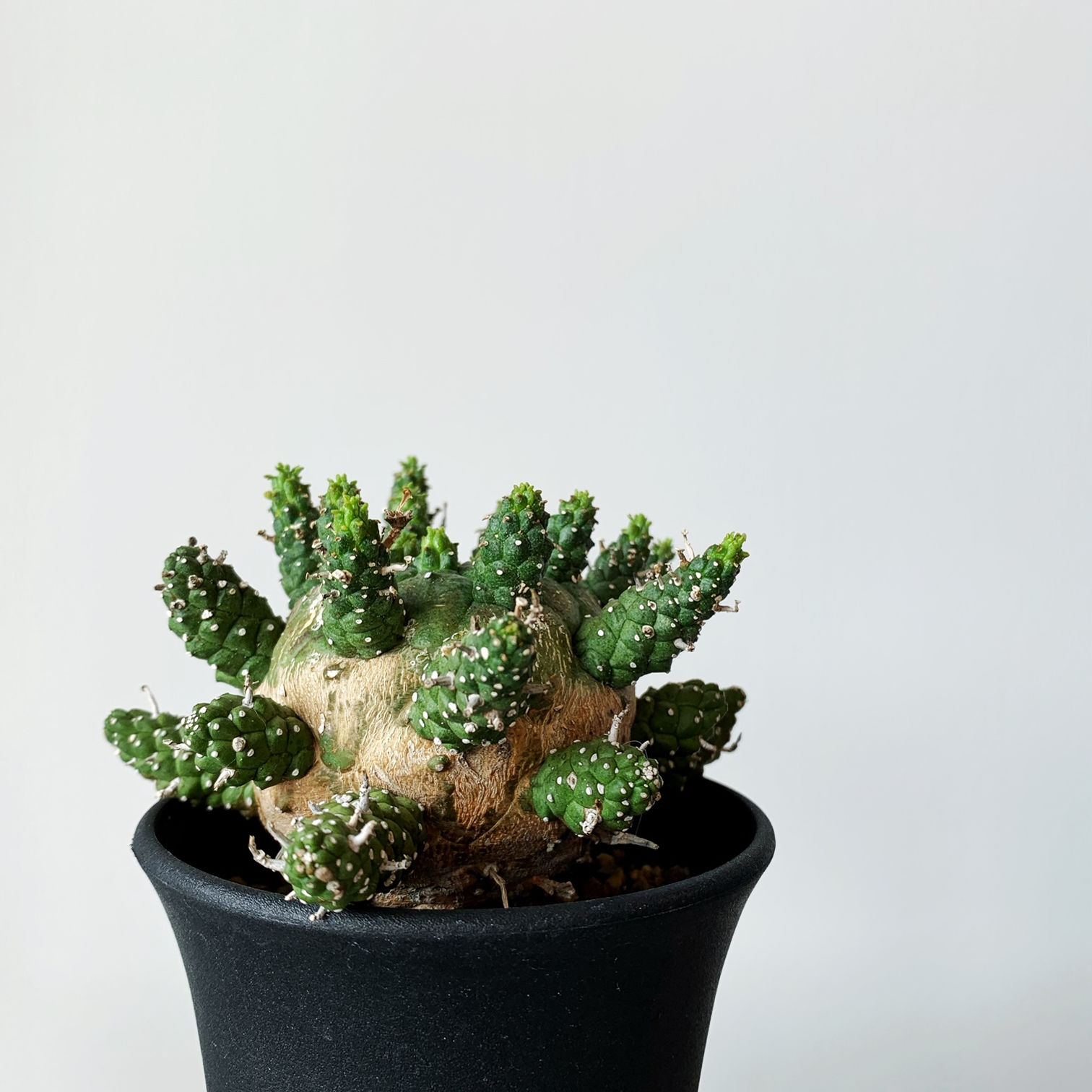 ユーフォルビアガムケンシス&インビシブルインク 191PLANTS MOLLIS – 塊根植物・コーデックス