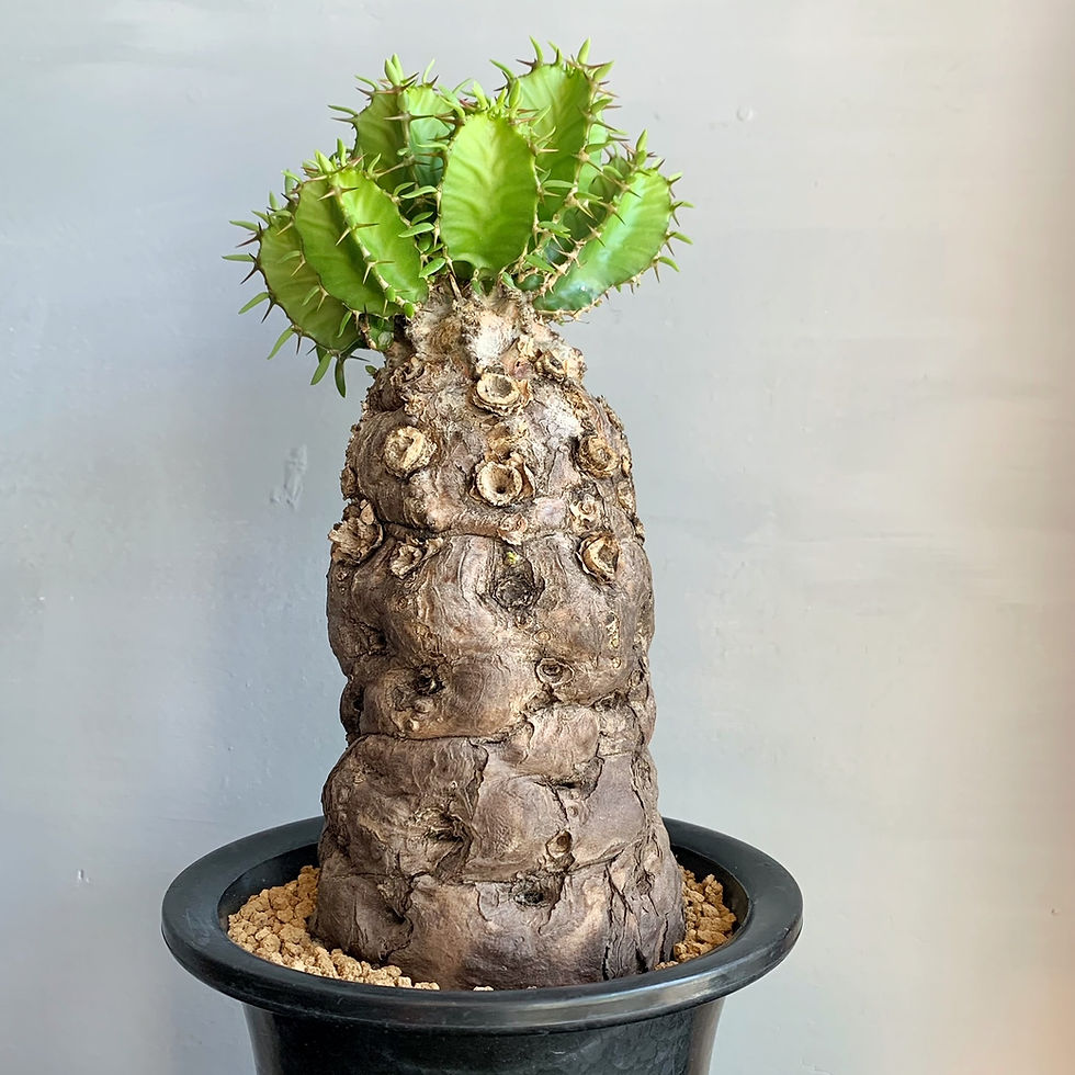 ユーフォルビア ムランジーナ 現地株 【公式通販】