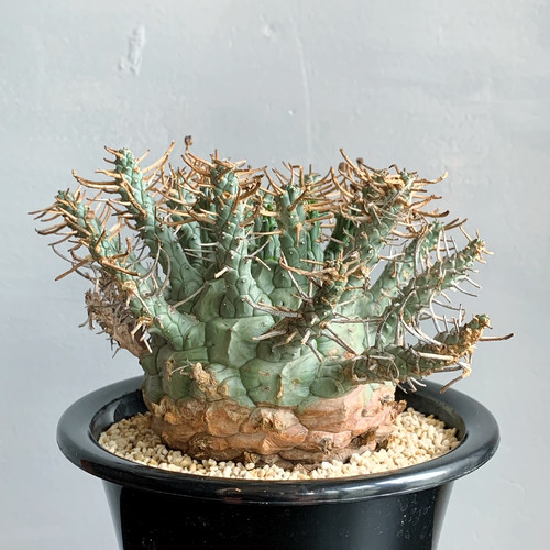 ユーフォルビア　デセプタ ユーフォルビア デセプタ＃G02 | BIZARRE GREEN