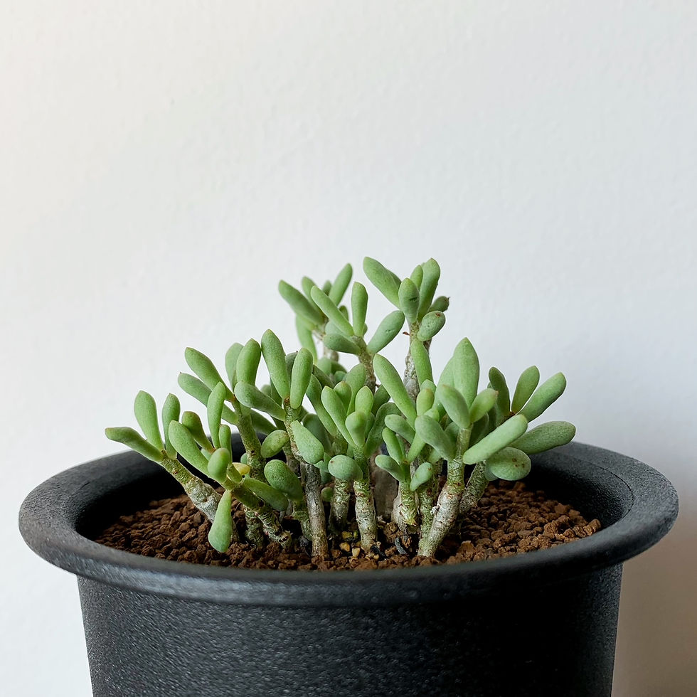 チレコドン 群卵 #16