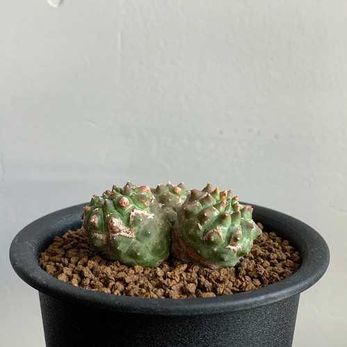 ユーフォルビア ギムノカリキオイデス＃01 | BIZARRE GREEN