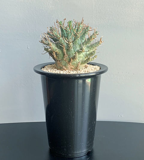 ユーフォルビア デセプタ＃01 | BIZARRE GREEN