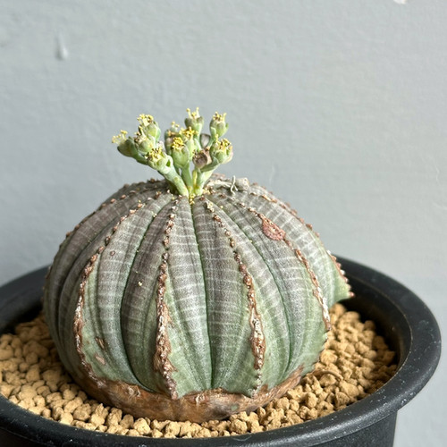 ユーフォルビア オベサ 幅9cm強 ユーフォルビア オベサ 幅9cm強 ユーフォルビア オベサ 幅9cm強