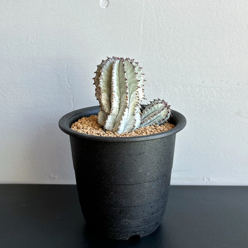 ユーフォルビア ポリゴナ ‟スノーフレーク” ＃04 | BIZARRE GREEN