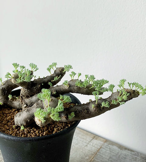 モンソニア ムルチフィダ #12 | BIZARRE GREEN モンソニア ムルチフィダ #12 | BIZARRE GREEN