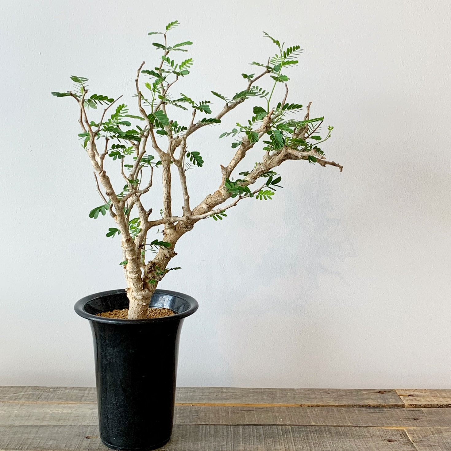 センナ メリディオナリス 06 Bizarre Green