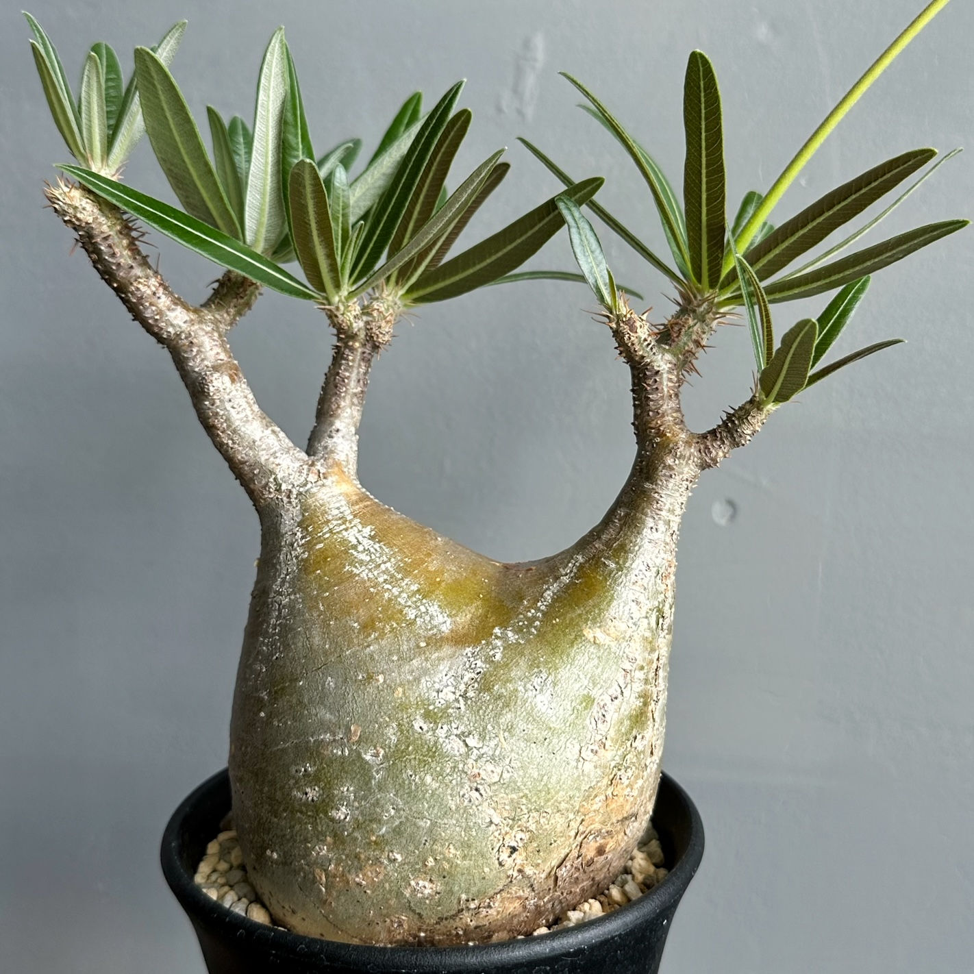 パキポディウム グラキリス ＃G107