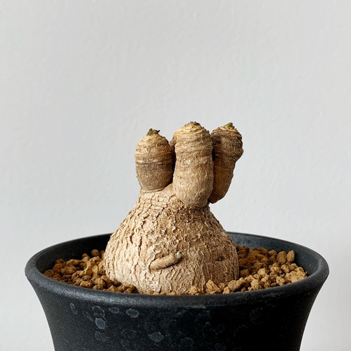 ユーフォルビア スパンリンギー（フィッシュボーン）① ユーフォルビア