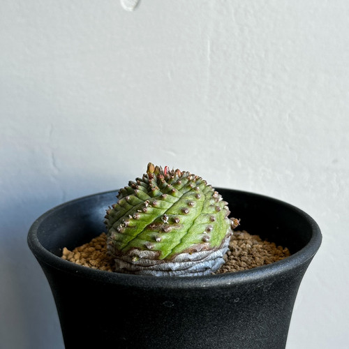 h*i様 シンメトリカ鉄甲　(オベサ鉄甲　詮索ワード) Euphorbia symmetrica × bupleurifolia. obesa × bupleurifolia