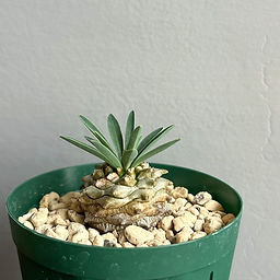 All Plants | BIZARRE GREEN