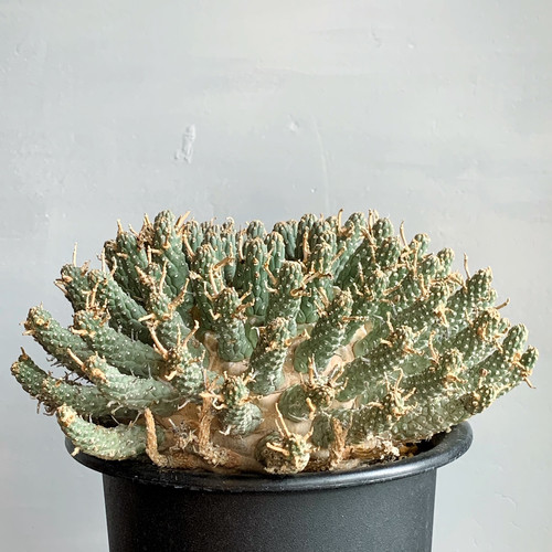 ユーフォルビア　フスカ　現地球 発根株（鉢付き） ユーフォルビアフスカ（大株）現地株 発根済み ユーフォルビア