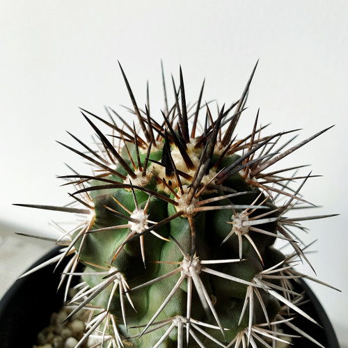 コピアポア フィードレリアナ | BIZARRE GREEN