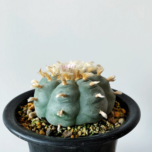 タイムセール】ロフォフォラ・ウイリアムシー 多毛 / 烏羽玉 ペヨーテ