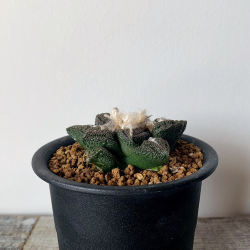 アリオカルプス　亀甲ヒントニー　実生　抜き苗　検）ゴジラ　コピアポア　パキプス アリオカルプス 亀甲ヒントニー 実生 抜き苗 検）ゴジラ コピアポア