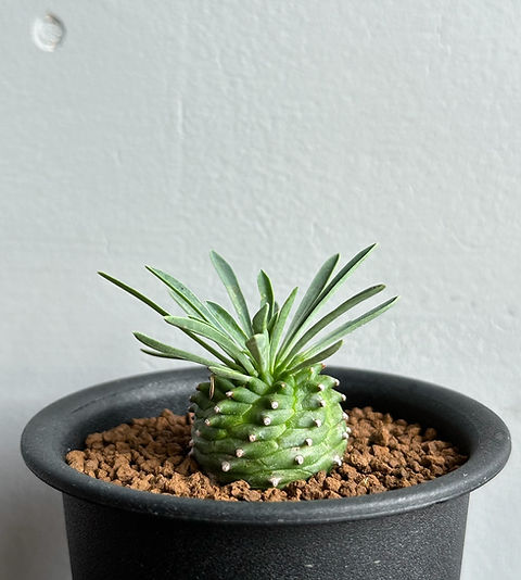 まやかーお　オベ鉄　オベサ鉄甲　種子　20粒　オベサ ✖️ 鉄甲丸 まやかーお オベ鉄 オベサ鉄甲 種子 20粒 オベサ ✖️ 鉄甲丸