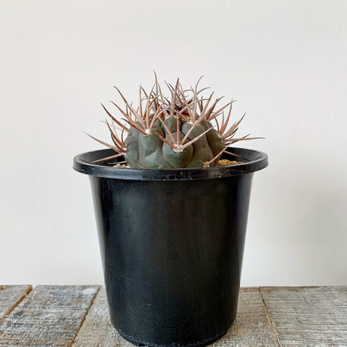 ギムノカリキウム魔天竜 ＃03 | BIZARRE GREEN